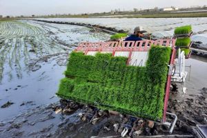 ۹۲ درصد شالیزارهای آمل با ارقام محلی نشاکاری شد