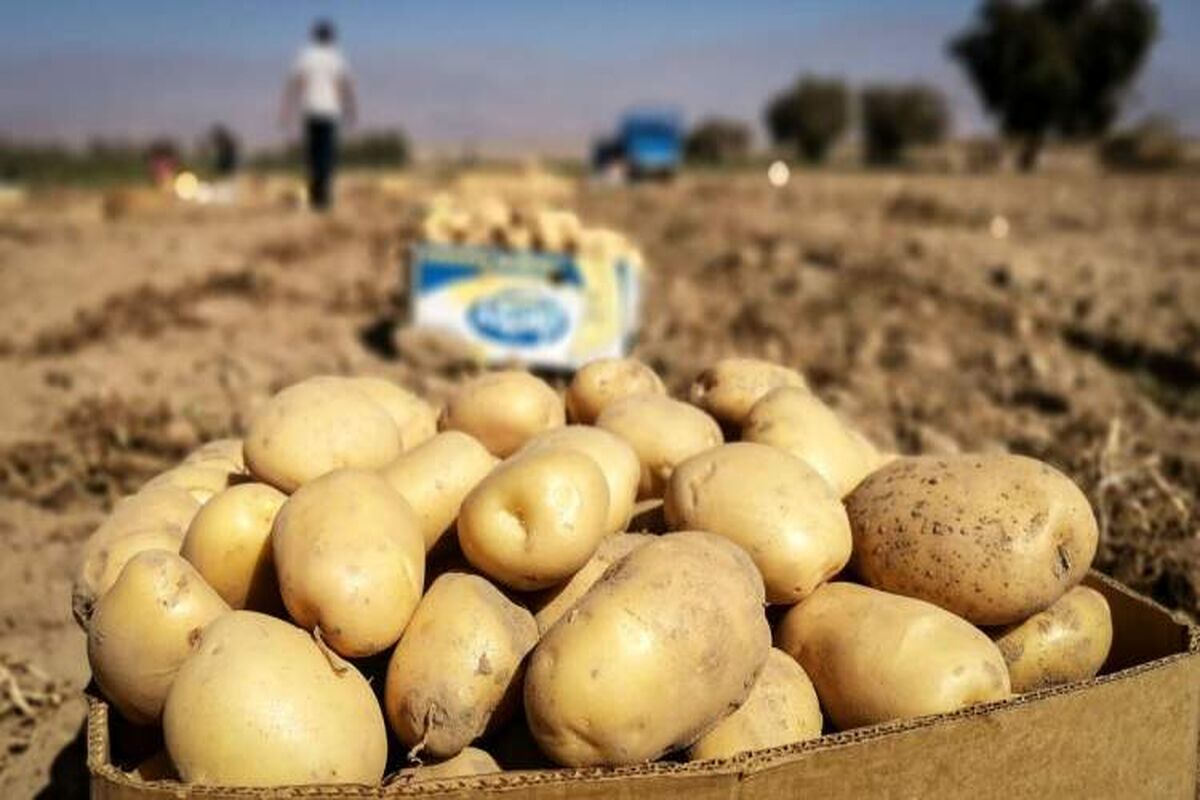 سیب زمینی