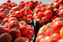 صادرات گوجه فرنگی و پیاز مشمول عوارض می‌شود