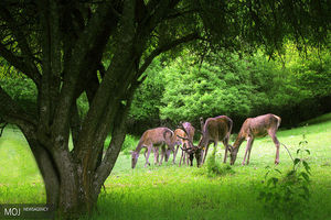 آذربایجان شرقی از مناطق مهم تنوع زیستی کشور و قفقاز است