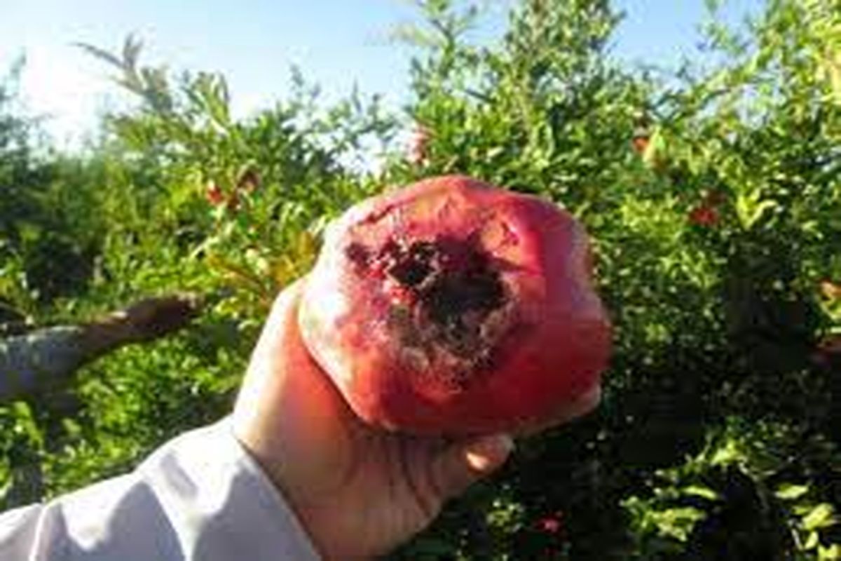 کرم کلوگاه انار