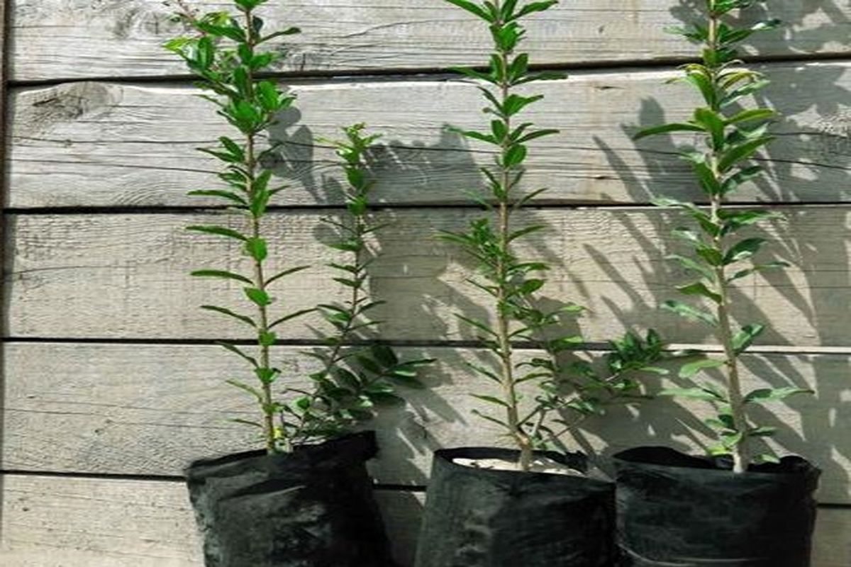 گلابی، سیب، خرمالو، آلوچه و انار