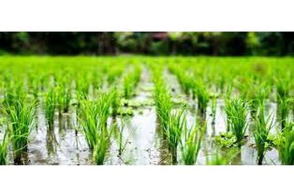 شالیزار مازندران