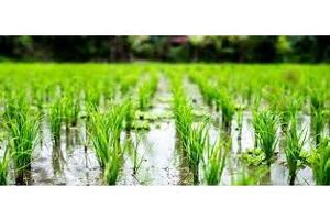 مبارزه بیولوژیک با ساقه خوار برنج در 2000 هکتار شالیزار جویبار