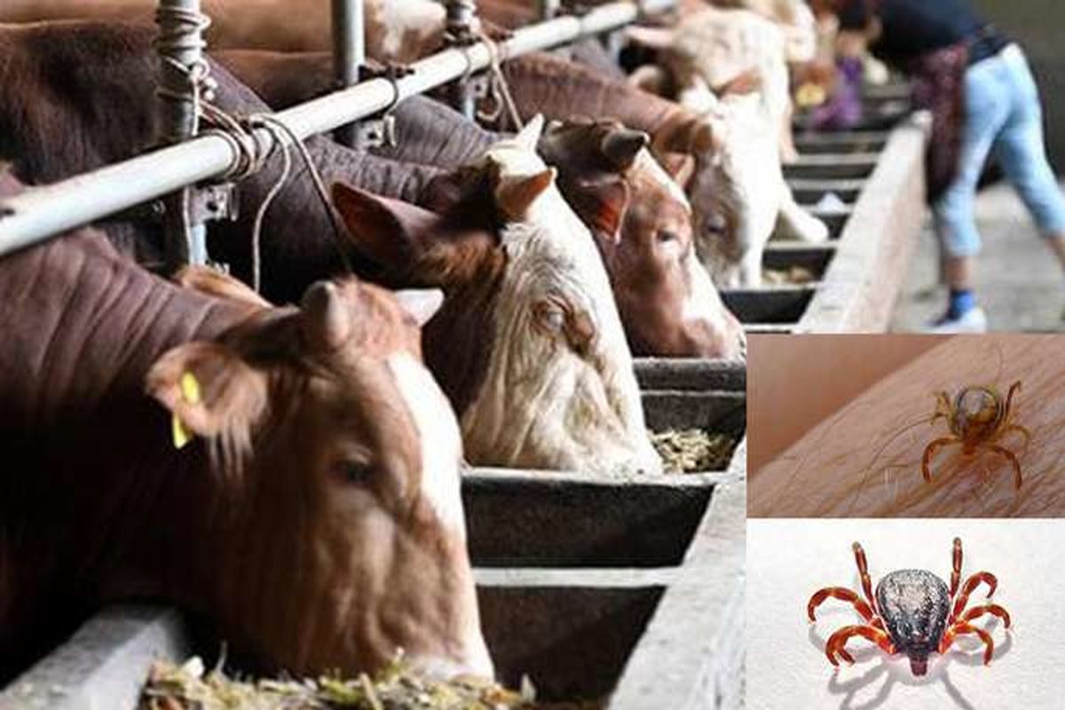  تب کریمه کنگو در گیلان