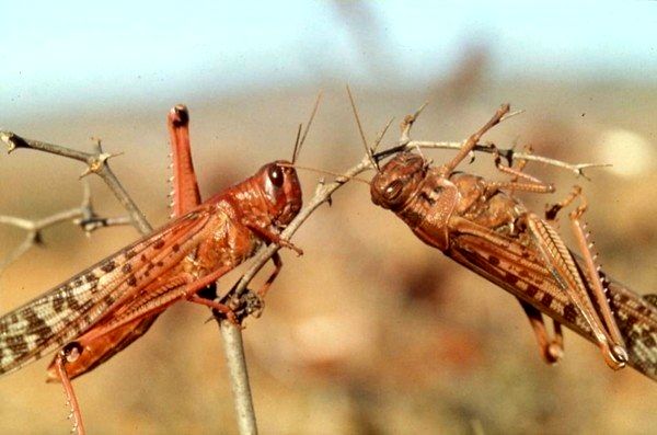 ورود ملخ های مراکشی به شهرستان طارم