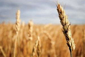 خرید تضیمنی گندم از 7 میلیون تن گذشت