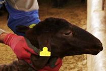 پلاک کوبی 31 هزار رأس دام در بابلسر