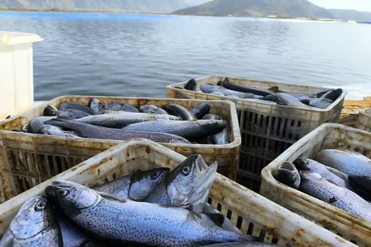 ماهی قزل آلا