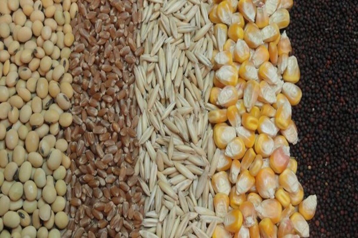 نهاده دامی
