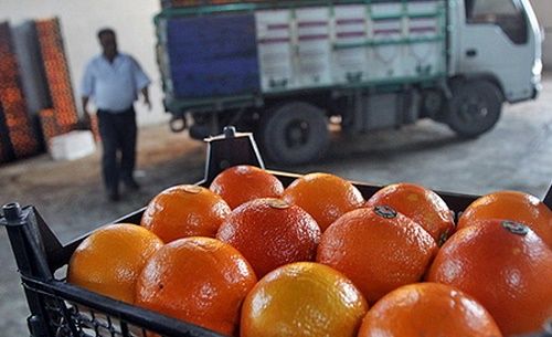 فکر کردن به واردات مرکبات ظلم بزرگی به باغداران است