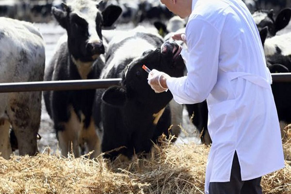 واکسینه دام