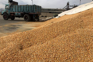 توزیع نهاده‌های دامی در خراسان رضوی،۵۰ درصدی افزایش داشته است