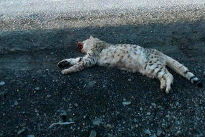 تلف شدن یک قلاده  گربه وحشی در پناهگاه حیات وحش عباس آباد