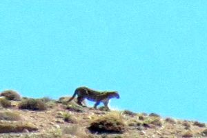 مشاهده یک پلنگ در محیط زیست استان تهران