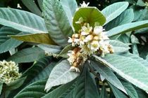 برگزاری جشنواره‌‌ی گل انبا در روستای رکن‌آباد