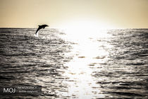 خلیج فارس تا همیشه فارس