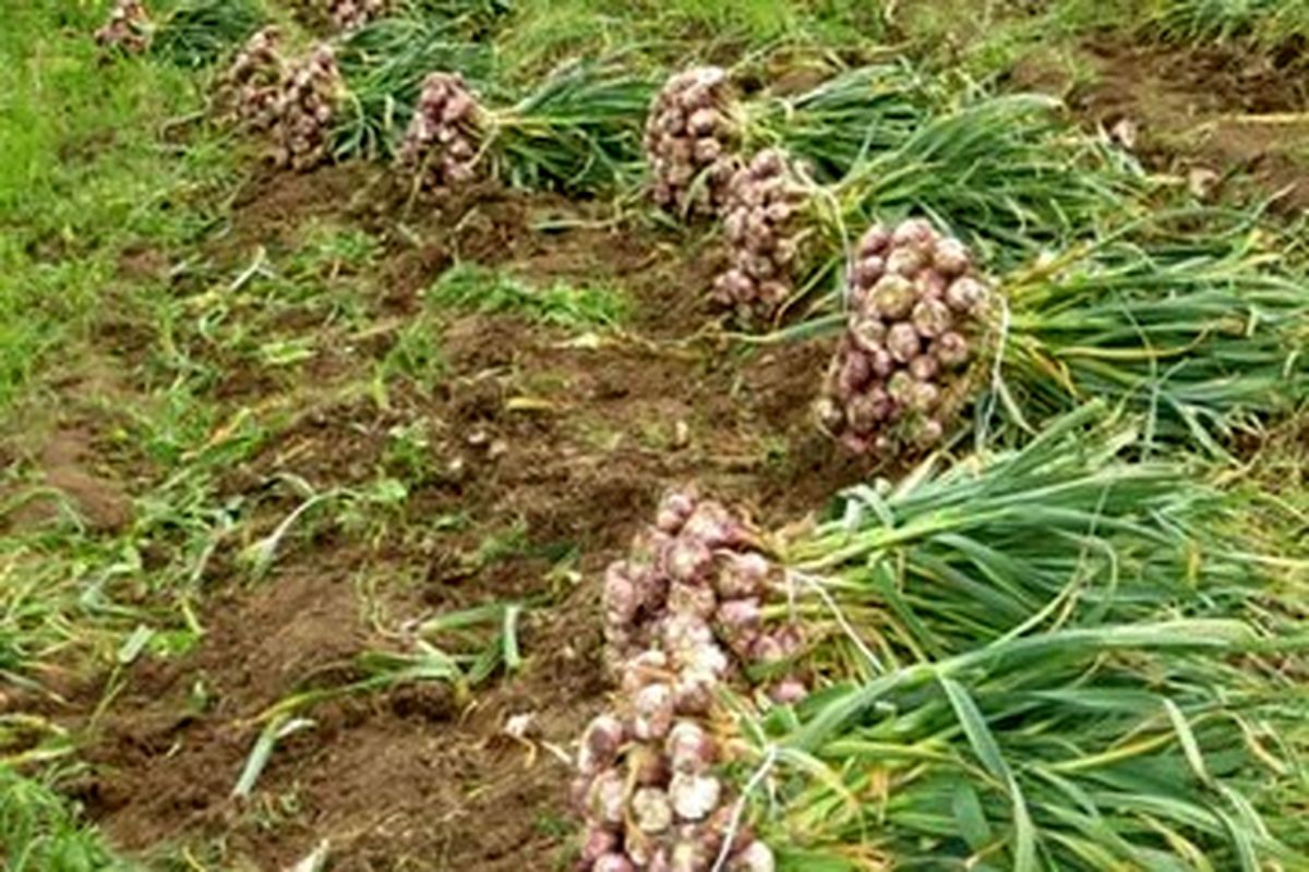 کشت سیر