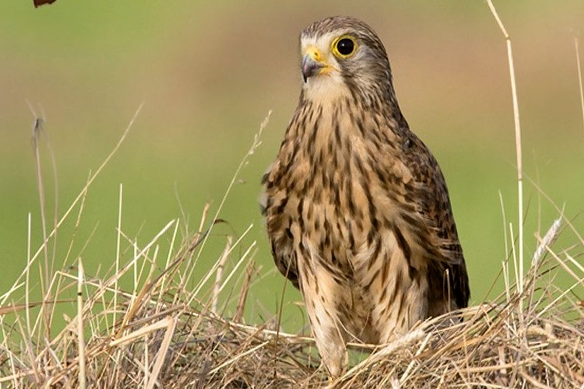 پرنده دلیجه