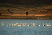 ضرورت مدیریت مشارکتی در حفظ تالاب آق گل