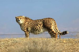 پایداری ایرانسل در حفاظت از آخرین بازماندگان یوز ایرانی