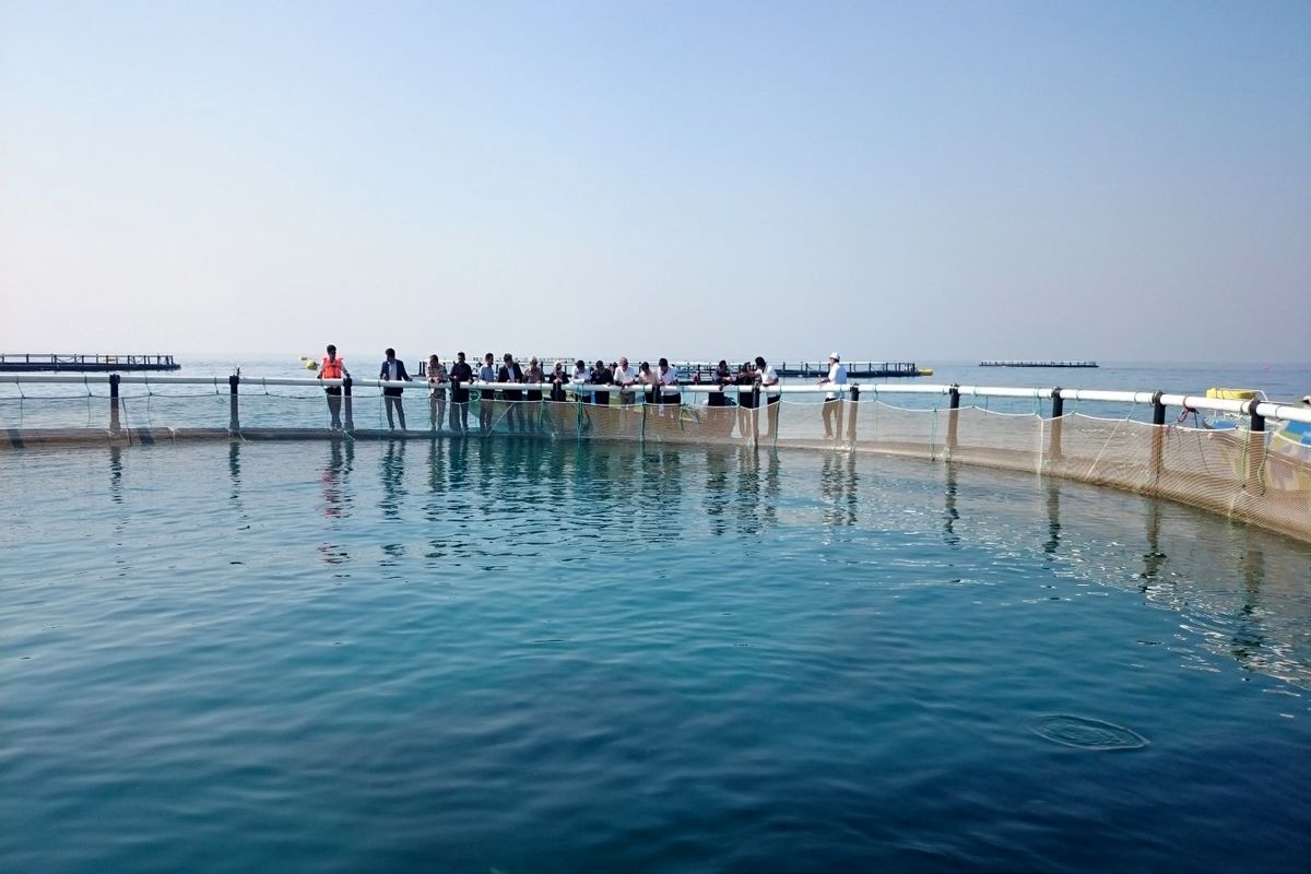 ماهی پرورشی در دریا