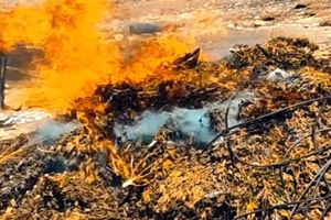 ۳ و نیم تن ماری جوانا در ایذه کشف شد 