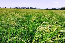 کشت بدون آب برنج در 2.5 هکتار مزارع گلوگاه