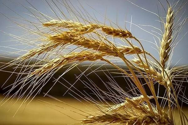 گندم، محور جدید سیاست‌های حمایتی کشاورزی