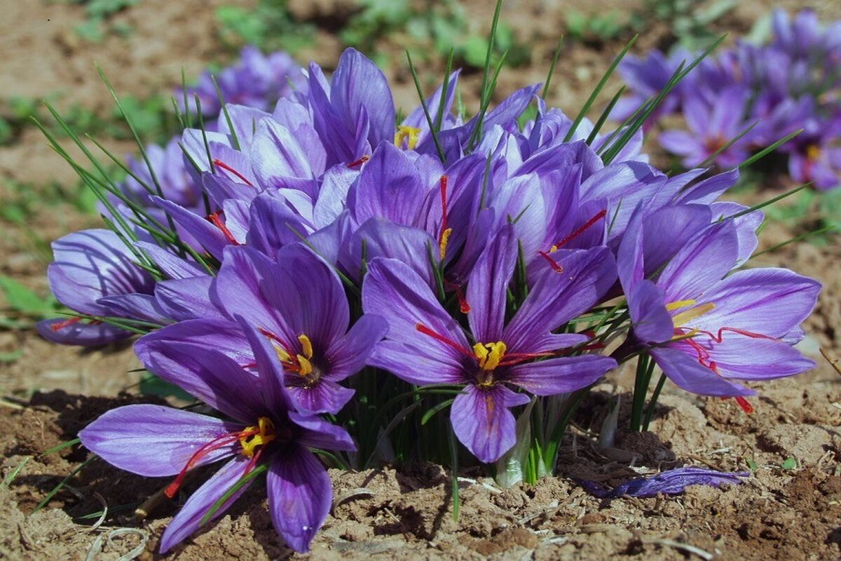 وزیر جهاد کشاورزی