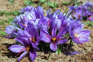 وزیر جهاد کشاورزی از بانک زعفران بازدید کرد