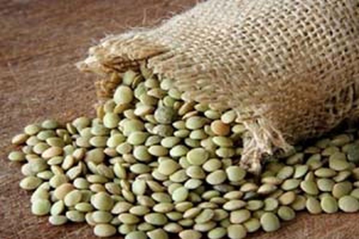 اصفهان- کشف عدس قاچاق