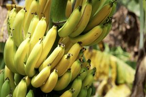 برای نخستین بار در خراسان‌رضوی موز کشت می‌شود 