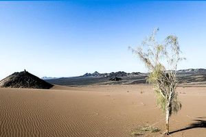 تولید 90 هزار اصله نهال بیابانی در جاسک برای مقابله با ریزگردها