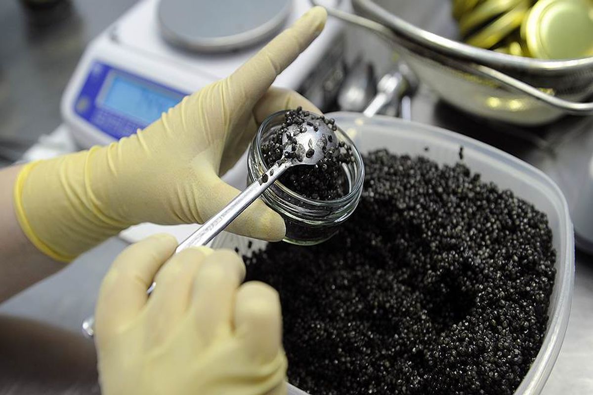 صادرات خاویار