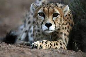 رونمایی از تصویر ثبت شده از یوزپلنگ آسیایی در منطقه حفاظت شده عباس آباد
