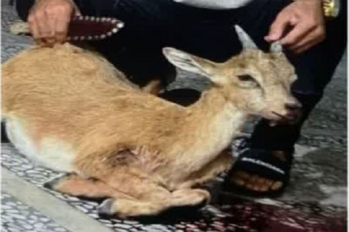 شکار غیر مجاز