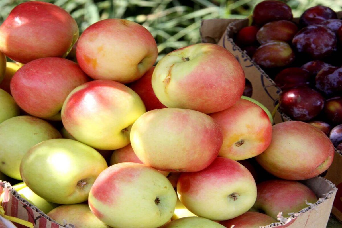 جهاد کشاورزی خمین