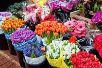 ۳۷ هزار گل زینتی از تنکابن به پنج کشور همسایه صادر شد
