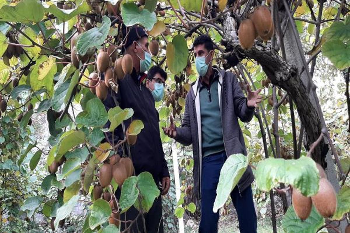 باغ کیوی کلاردشت