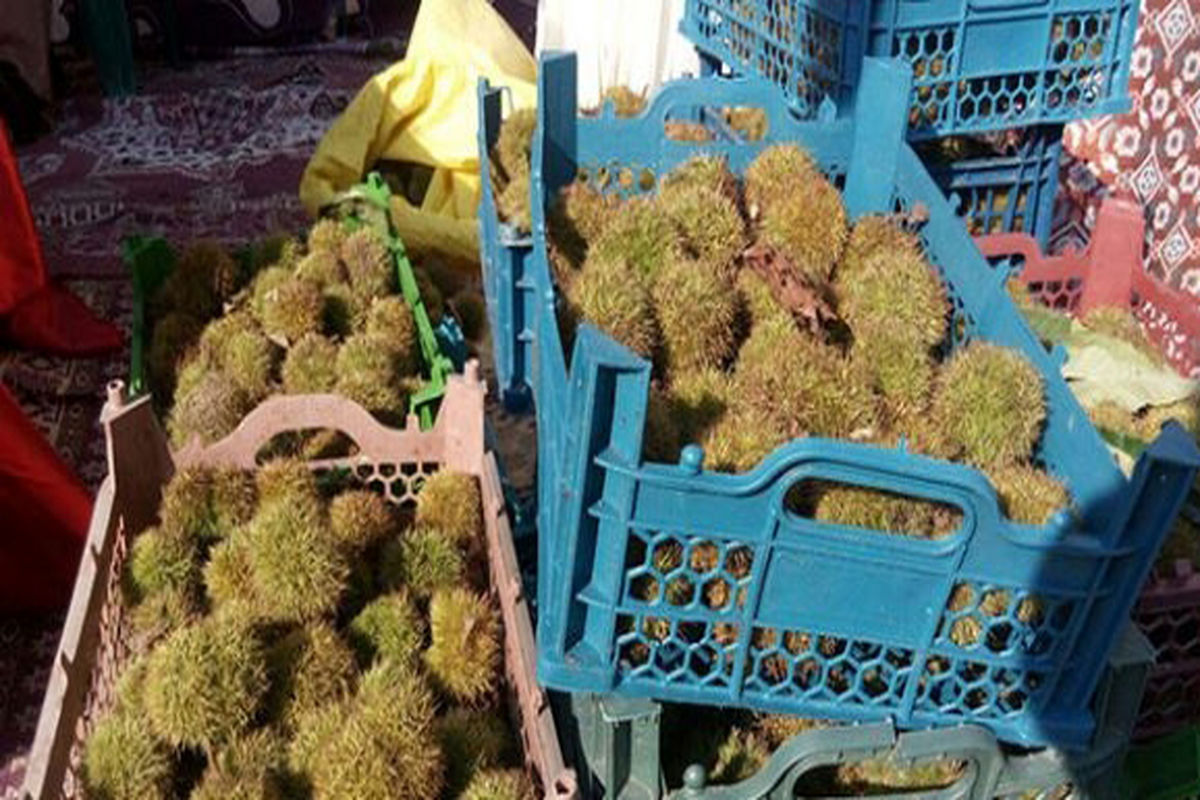 جشنواره شاه بلوط11