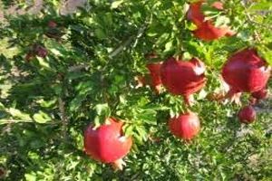 نوبرانه های پاییز ارزان به بازار کرمانشاه رسید