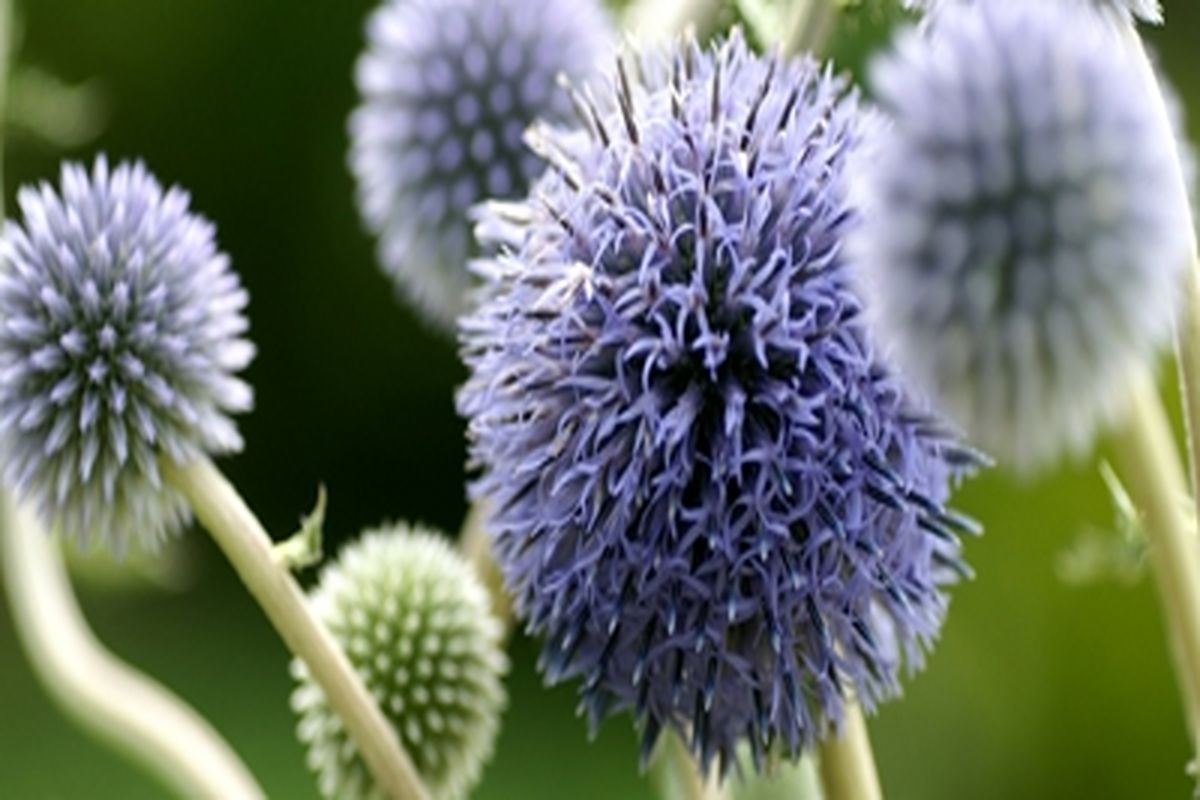 جشنواره کاشت گیاهان دارویی در رشت