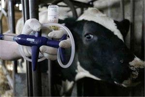 دامپزشکی کردستان درباره شیوع بیماری تب برفکی با سویه جدید هشدار داد