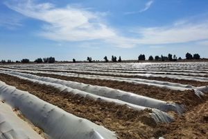 تأکید بر کشت قراردادی در افغانستان 