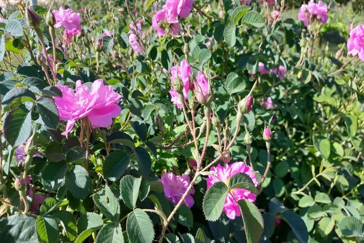گل محمدی