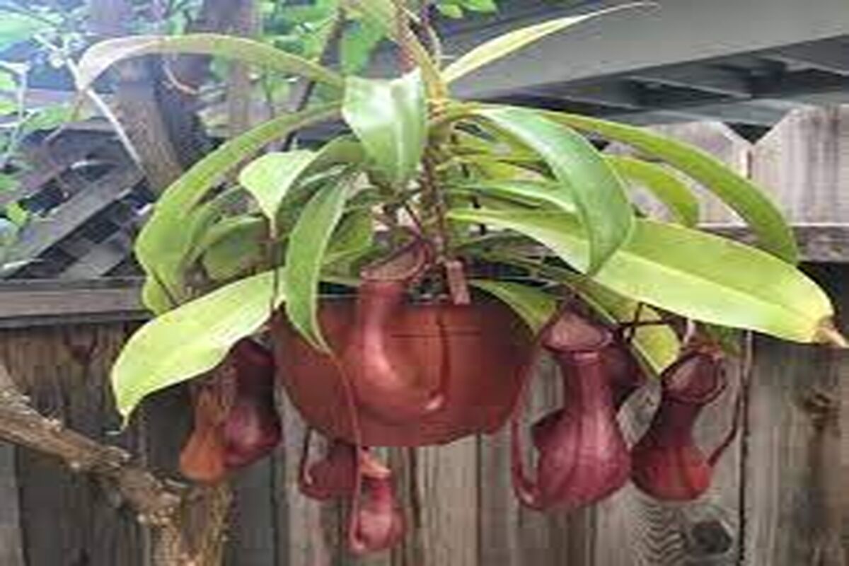 گیاه گوشت خوار