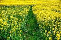 آغاز خرید تضمینی کلزا در مازندران