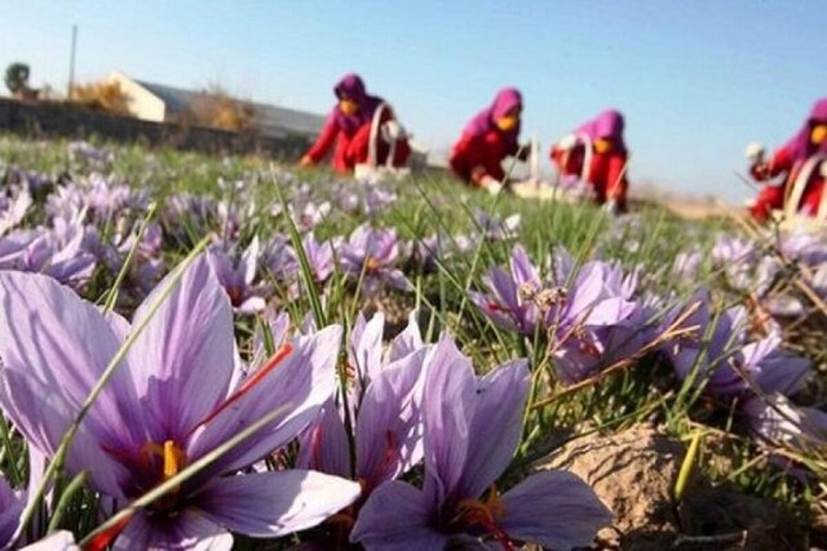 زعفران در تربت جام