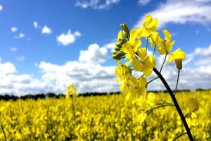 آغاز کشت کلزا و انعقاد بیش از 500 قرارداد در شهرستان رامهرمز